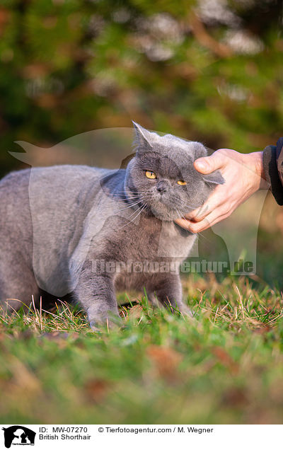 Britisch Kurzhaar / British Shorthair / MW-07270