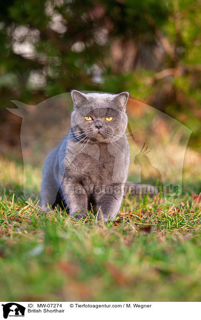 British Shorthair / MW-07274