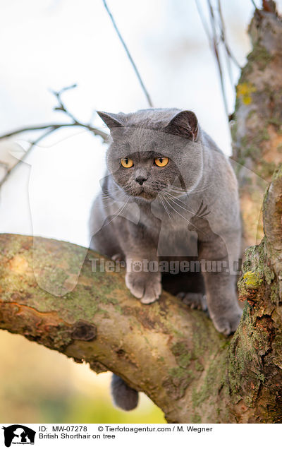 British Shorthair on tree / MW-07278