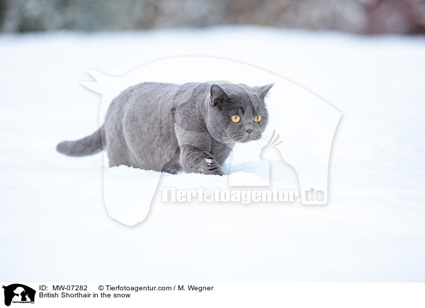 British Shorthair in the snow / MW-07282