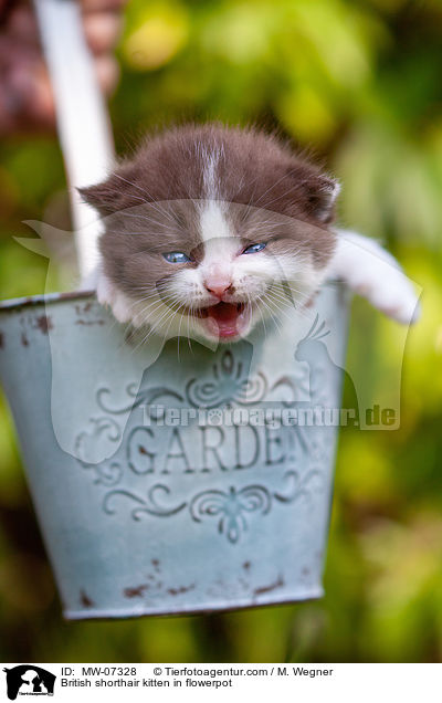 Britisch Kurzhaar Ktzchen im Blumentopf / British shorthair kitten in flowerpot / MW-07328