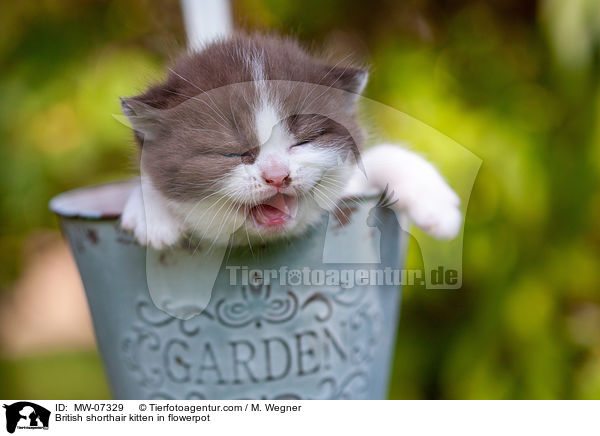 Britisch Kurzhaar Ktzchen im Blumentopf / British shorthair kitten in flowerpot / MW-07329