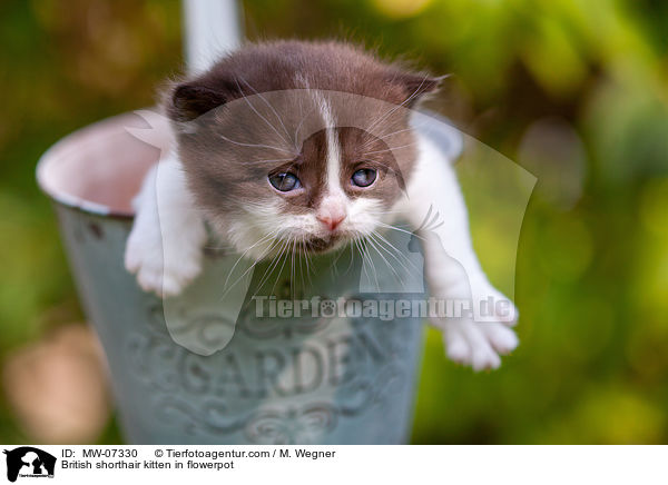 Britisch Kurzhaar Ktzchen im Blumentopf / British shorthair kitten in flowerpot / MW-07330