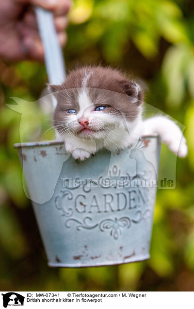 Britisch Kurzhaar Ktzchen im Blumentopf / British shorthair kitten in flowerpot / MW-07341