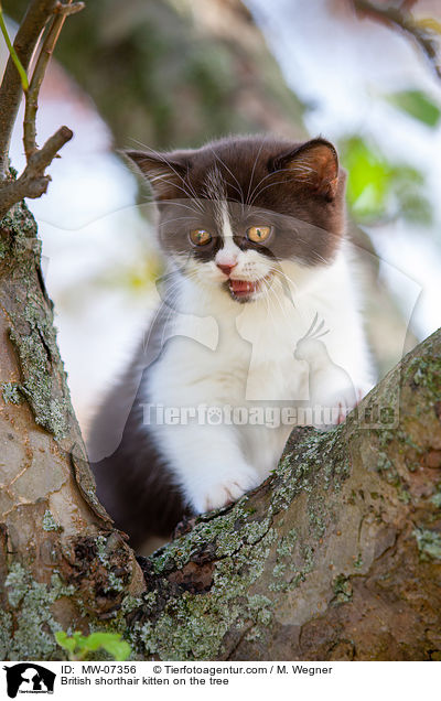 Britisch Kurzhaar Ktzchen auf dem Baum / British shorthair kitten on the tree / MW-07356