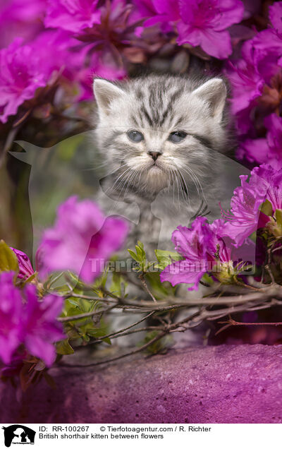 Britisch Kurzhaar Ktzchen zwischen Blten / British shorthair kitten between flowers / RR-100267