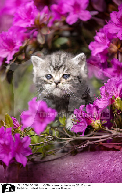 Britisch Kurzhaar Ktzchen zwischen Blten / British shorthair kitten between flowers / RR-100268