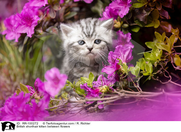 Britisch Kurzhaar Ktzchen zwischen Blten / British shorthair kitten between flowers / RR-100272