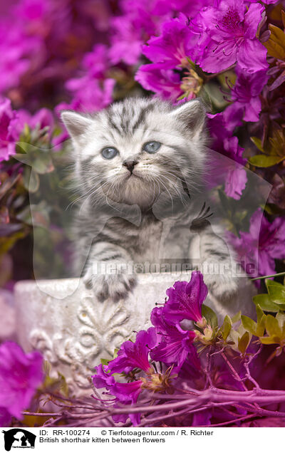 Britisch Kurzhaar Ktzchen zwischen Blten / British shorthair kitten between flowers / RR-100274