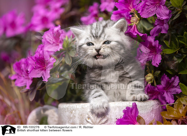 Britisch Kurzhaar Ktzchen zwischen Blten / British shorthair kitten between flowers / RR-100276