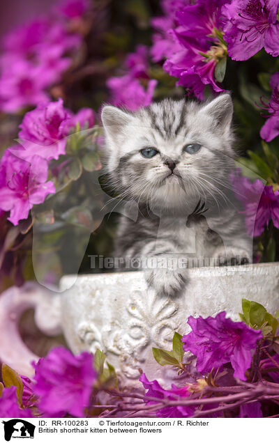 Britisch Kurzhaar Ktzchen zwischen Blten / British shorthair kitten between flowers / RR-100283