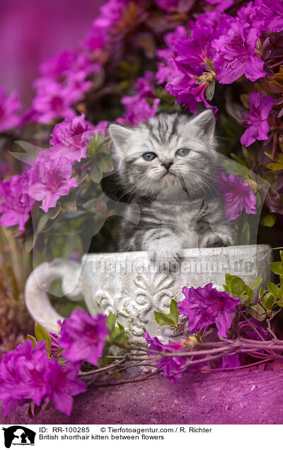 Britisch Kurzhaar Ktzchen zwischen Blten / British shorthair kitten between flowers / RR-100285