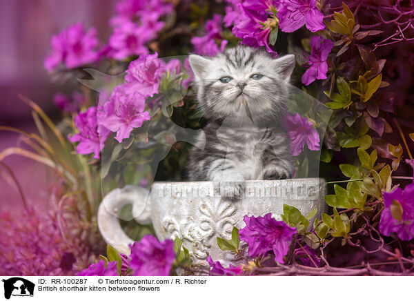 Britisch Kurzhaar Ktzchen zwischen Blten / British shorthair kitten between flowers / RR-100287