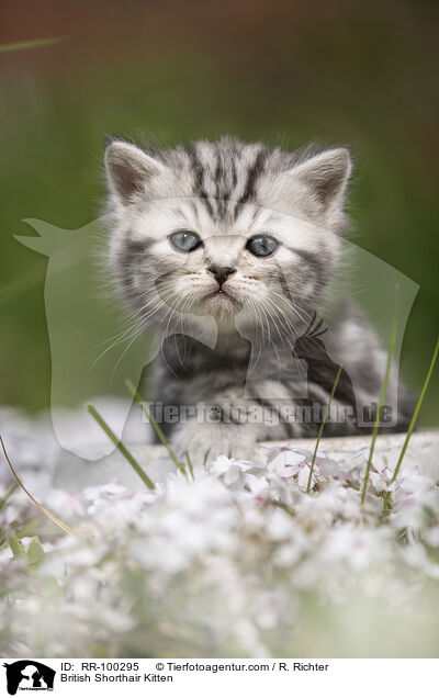 Britisch Kurzhaar Ktzchen / British Shorthair Kitten / RR-100295