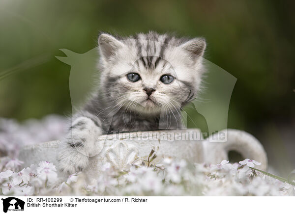 Britisch Kurzhaar Ktzchen / British Shorthair Kitten / RR-100299