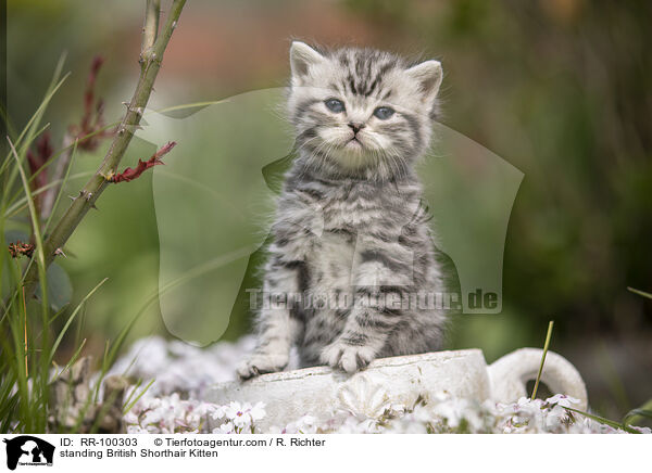 stehendes Britisch Kurzhaar Ktzchen / standing British Shorthair Kitten / RR-100303