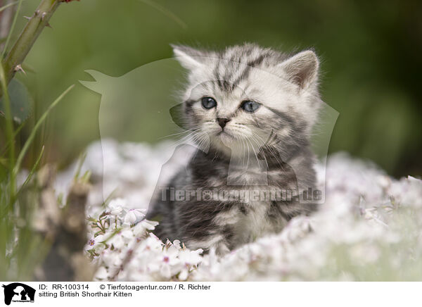 sitzendes Britisch Kurzhaar Ktzchen / sitting British Shorthair Kitten / RR-100314
