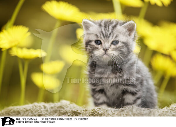 sitzendes Britisch Kurzhaar Ktzchen / sitting British Shorthair Kitten / RR-100322