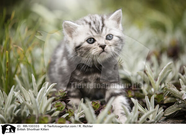 Britisch Kurzhaar Ktzchen / British Shorthair Kitten / RR-100333