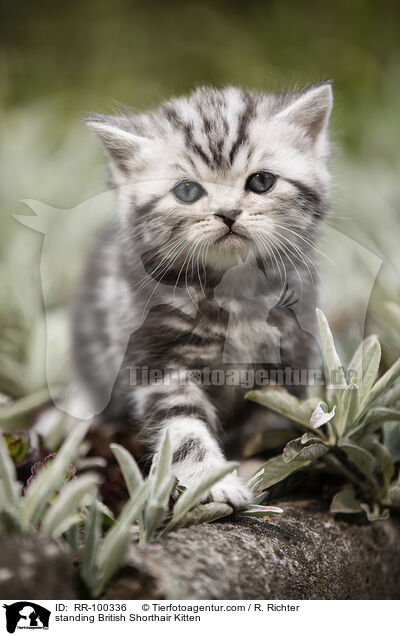 stehendes Britisch Kurzhaar Ktzchen / standing British Shorthair Kitten / RR-100336