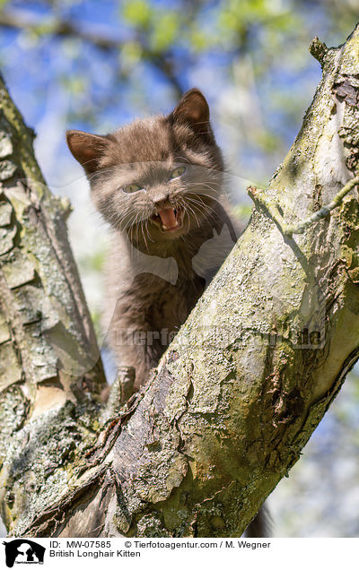 Britisch Langhaar Ktzchen / British Longhair Kitten / MW-07585