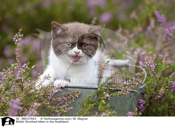 Britisch Kurzhaar Ktzchen in der Heide / British Shorthair kitten in the heathland / MW-07943