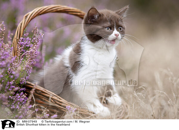 Britisch Kurzhaar Ktzchen in der Heide / British Shorthair kitten in the heathland / MW-07949