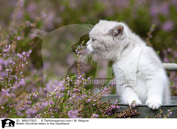 Britisch Kurzhaar Ktzchen in der Heide / British Shorthair kitten in the heathland / MW-07953