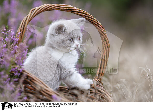 Britisch Kurzhaar Ktzchen in der Heide / British Shorthair kitten in the heathland / MW-07957