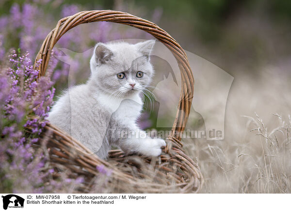 Britisch Kurzhaar Ktzchen in der Heide / British Shorthair kitten in the heathland / MW-07958