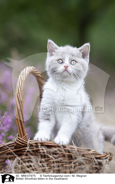 Britisch Kurzhaar Ktzchen in der Heide / British Shorthair kitten in the heathland / MW-07975