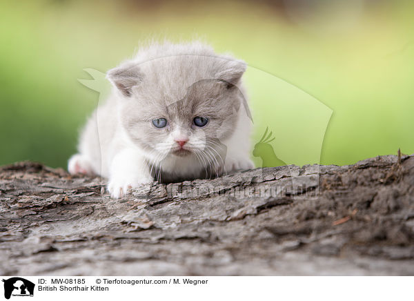 Britisch Kurzhaar Ktzchen / British Shorthair Kitten / MW-08185