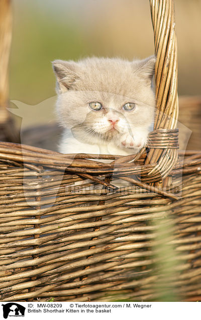 Britisch Kurzhaar Ktzchen im Krbchen / British Shorthair Kitten in the basket / MW-08209