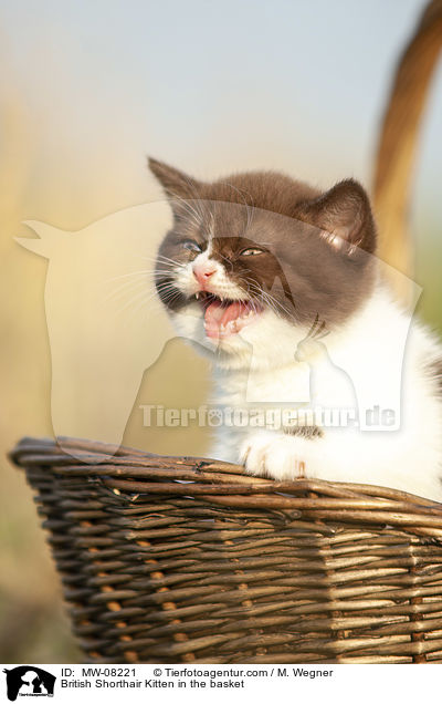 Britisch Kurzhaar Ktzchen im Krbchen / British Shorthair Kitten in the basket / MW-08221