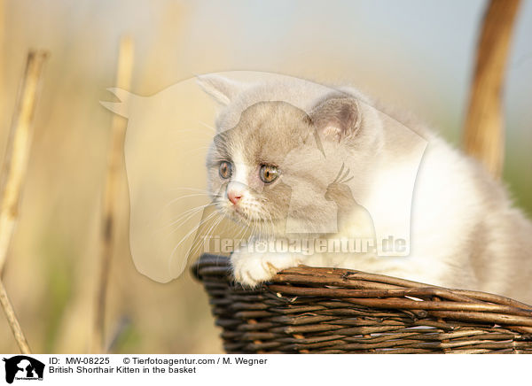 Britisch Kurzhaar Ktzchen im Krbchen / British Shorthair Kitten in the basket / MW-08225