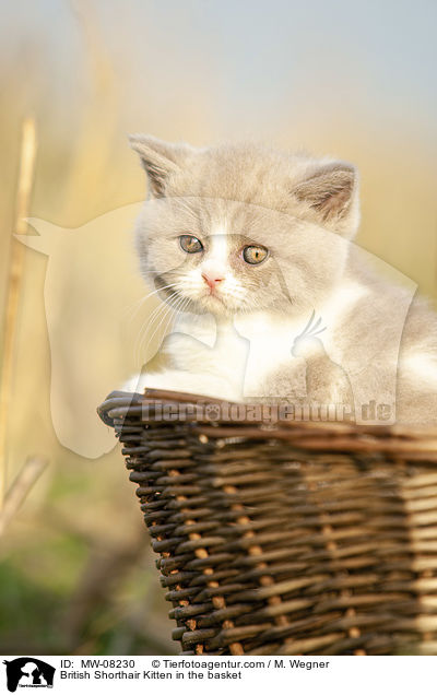 Britisch Kurzhaar Ktzchen im Krbchen / British Shorthair Kitten in the basket / MW-08230