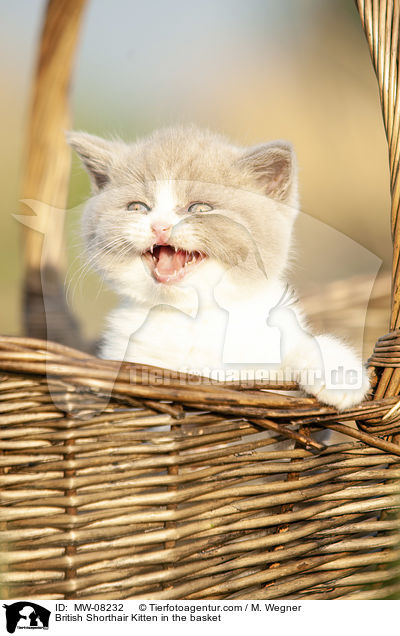 Britisch Kurzhaar Ktzchen im Krbchen / British Shorthair Kitten in the basket / MW-08232