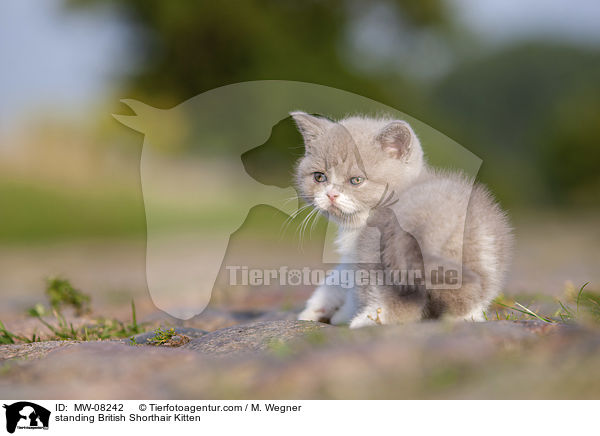 stehendes Britisch Kurzhaar Ktzchen / standing British Shorthair Kitten / MW-08242