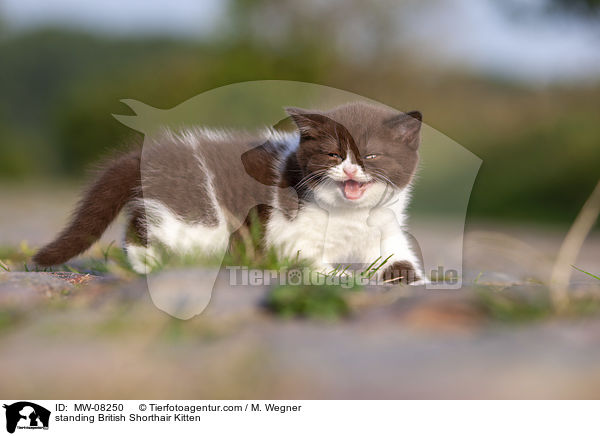 stehendes Britisch Kurzhaar Ktzchen / standing British Shorthair Kitten / MW-08250