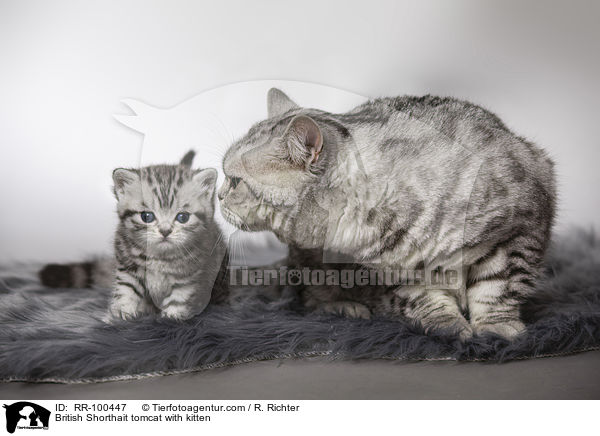 Britisch Kurzhaar Kater mit Ktzchen / British Shorthait tomcat with kitten / RR-100447