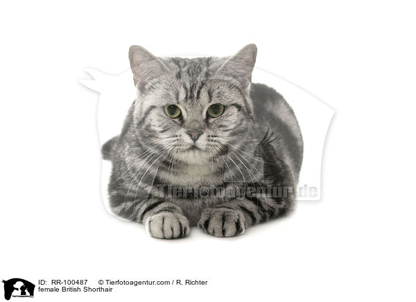 Britisch Kurzhaar Ktzin / female British Shorthair / RR-100487