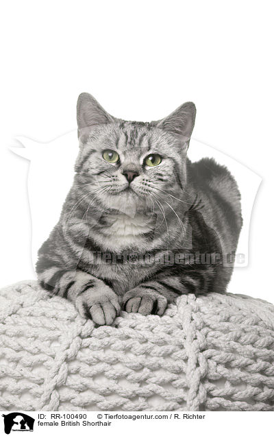 Britisch Kurzhaar Ktzin / female British Shorthair / RR-100490