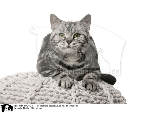 Britisch Kurzhaar Ktzin / female British Shorthair / RR-100491