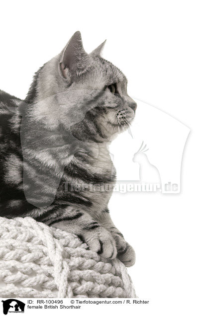 Britisch Kurzhaar Ktzin / female British Shorthair / RR-100496