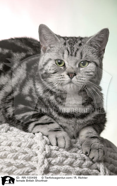 Britisch Kurzhaar Ktzin / female British Shorthair / RR-100499