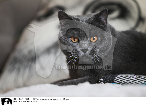 blue British Shorthair / JM-01384