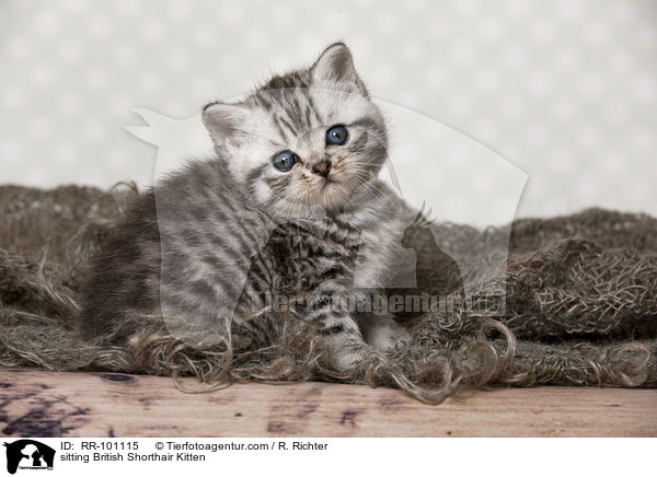 sitzendes Britisch Kurzhaar Ktzchen / sitting British Shorthair Kitten / RR-101115