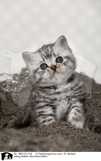 sitzendes Britisch Kurzhaar Ktzchen / sitting British Shorthair Kitten / RR-101116