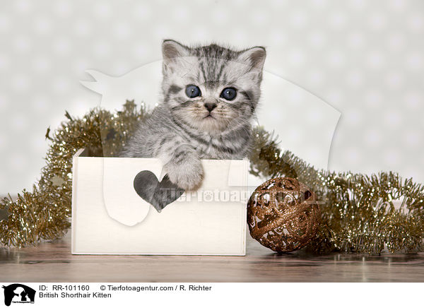 Britisch Kurzhaar Ktzchen / British Shorthair Kitten / RR-101160