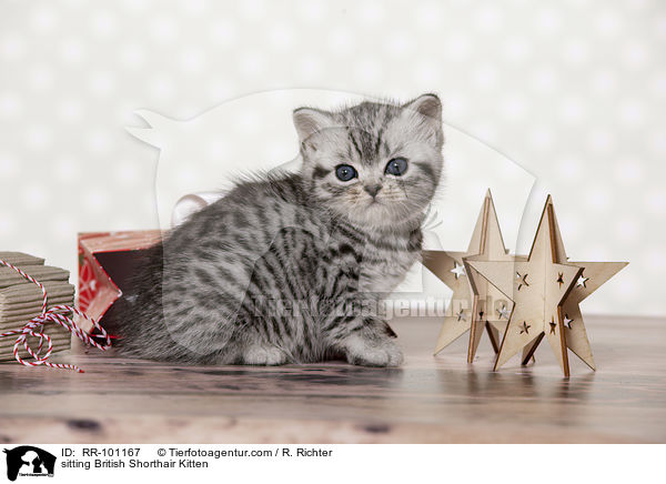 sitzendes Britisch Kurzhaar Ktzchen / sitting British Shorthair Kitten / RR-101167